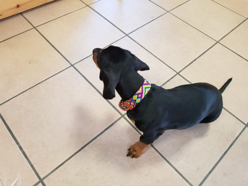 KINAKU - Hundehalsbänder aus Mexico - Merida – Bild 6